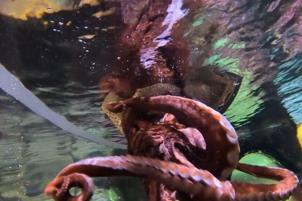 Kraken istand onion ссылка