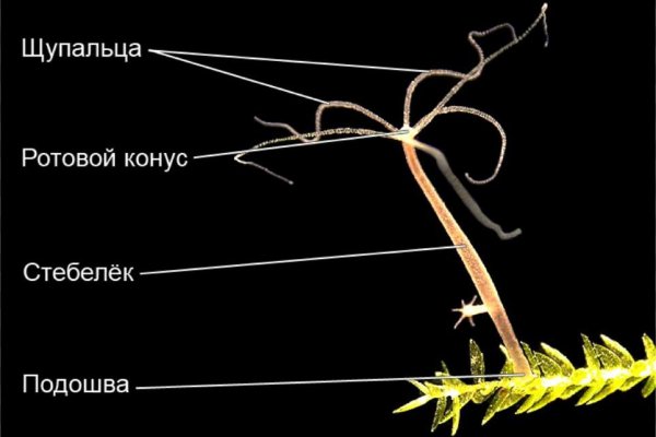 Ссылка на кракен официальный